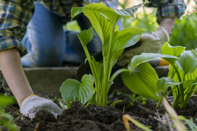 Gartenpflege